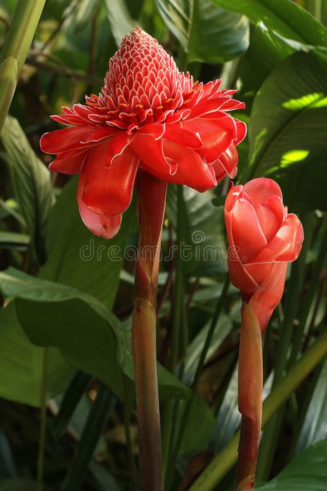 Red Torch Ginger Bloom. Exotic Red Torch Ginger inflorescence stock image Water Lilly Aesthetic, Lilly Aesthetic, Lilly Flower Drawing, Flower Lilly, Torch Ginger Flower, Red Lily Flower, Lily Water, Lilly Pond, Torch Ginger