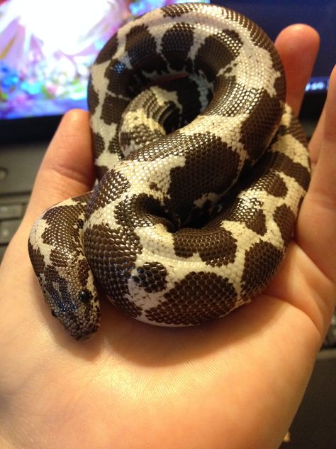 This is Sebastian, my first ever Kenyan Sand Boa. He's so cute and every litter he's sired thus far have been beautiful anerys. I just love him. <3 Look at his button eyes! ^__^ Kenya Sand Boa, Kenyan Sand Boa, I Just Love Him, Danger Noodles, Milk Snake, Cool Snakes, Pretty Snakes, Snake Lovers, Cute Reptiles