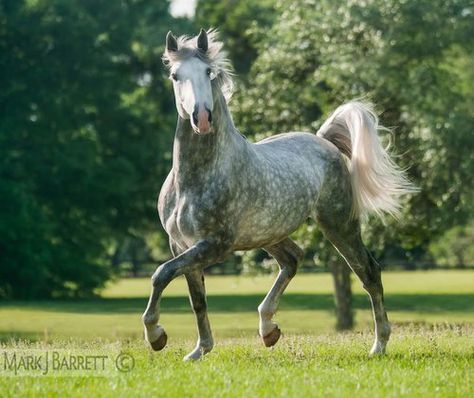 Horses, Equine Photography, Full Body Photo, Lusitano Stallion, Body Reference, Video Production, Stock Photography, Year Old, Stock Photos