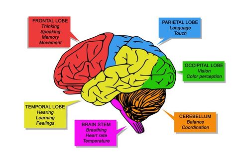 Brain Parts And Functions Explained For Kids The Brain For Kids, Human Brain Parts, Brain Parts And Functions, Human Brain Diagram, Brain Anatomy And Function, Brain Lobes, Brain Diagram, Brain Parts, Brain Models