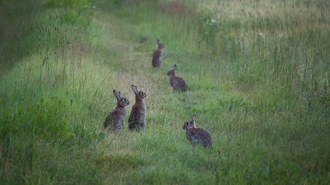 Rabbits | Flickr - Photo Sharing! Rabbit Garden, Fresh Farmhouse, Watership Down, Bun Bun, Wild Apple, Photo Vintage, The Grass, Country Life, Animals Friends