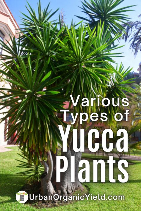 Yucca Tree Outdoor, Yucca Plant Landscaping Front Yards, Yucca Garden Ideas, Landscaping With Yucca Plants, Yuca Plant Outdoor, Yucca Plant Landscaping Garden Ideas, Yukka Plant Outdoor, Yucca Landscaping, Yucca Plant Outdoor