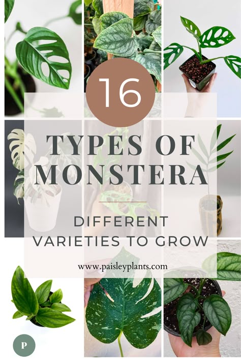 The possibilities are wide with Monstera plants! You have so many choices when it comes to picking which one (or more) you want part of your houseplant collection! Paisleyplants.com shares 16 different amazing varieties you can grow! Pothos In Water, Pothos Plant Care, Monstera Plant Care, Orchid Potting Mix, Monstera Plants, Best Grow Lights, Houseplant Care, Lucky Plant, Plant Care Tips