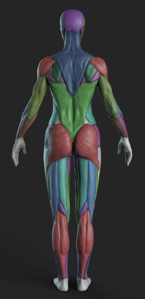 Zbrush Anatomy, Human Muscle Anatomy, Human Anatomy Reference, Human Anatomy For Artists, 3d Anatomy, Female Anatomy Reference, Anatomy Sculpture, Anatomy Models, Human Body Anatomy