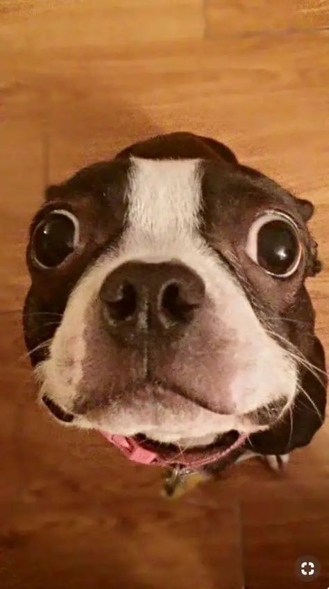 Top 18 Funniest Smiling Boston Terriers Ever - The Paws English Terrier, Boston Terrier Funny, Bulldog Francese, Boston Terrier Love, Terrier Breeds, Boston Terrier Puppy, Boston Terrier Dog, Terrier Puppies, Boston Terriers