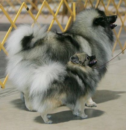 Keeshond & Wolf Sable Pomeranian! Fox Pomeranian, Dyed Pomeranian, Keeshond Puppy, Pomeranian Mom, Tri Color Pomeranian, Keeshond Dog, Wolf Sable Pomeranian, Pom Dog, Dog Mommy