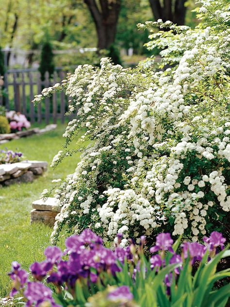 22 Best Plants for Hedges | Better Homes & Gardens Bridal Wreath Spirea, Shrubs For Landscaping, Tall Shrubs, Hydrangea Varieties, Pink Spring Flowers, Evergreen Hedge, Bridal Wreath, Border Plants, Garden Shrubs