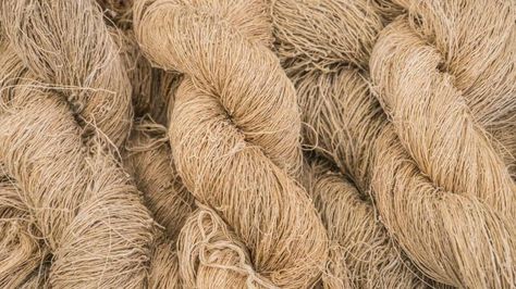 Hemp - Textile Exchange Textile Industry, Soil Health, Plant Fibres, The Plant, Textiles, Design