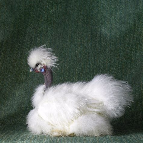 Favorite Chicken Breed = Showgirls Funny Chickens, Chicken Mama, Weird Birds, Strange Animals, Show Girl, Fancy Chickens, Silkie Chickens, Beautiful Chickens, Hen Chicken