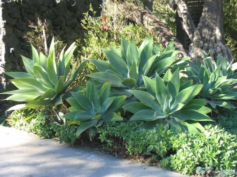 Agave attenuata - Foxtail agave Succulent Garden Ideas, Succulent Garden Landscape, Agave Attenuata, Succulent Landscape Design, Waterwise Garden, Succulent Landscaping, Dry Garden, Fall Garden Vegetables, Recycled Garden