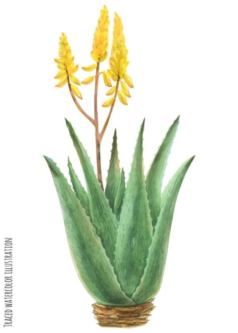 Aloe Vera Bush Aloe Vera Flower, Watercolor Leaf, Flower Watercolor, Leaf Green, Graphic Editing, Social Media Icons, Vector Photo, Cactus Plants, Wall Collage