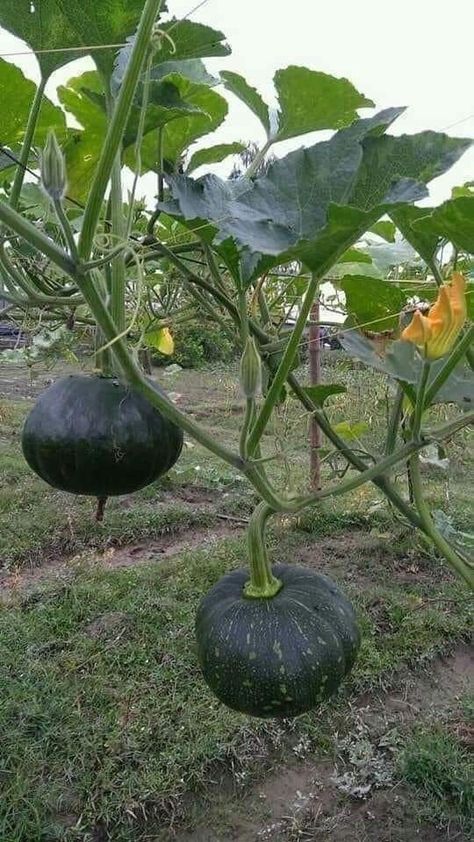 Small Vegetable Gardens, Vegetable Farming, Vegetable Garden Planning, Vegetable Garden Diy, Healing Plants, Veg Garden, Beautiful Fruits, Home Vegetable Garden, Vegetable Garden Design