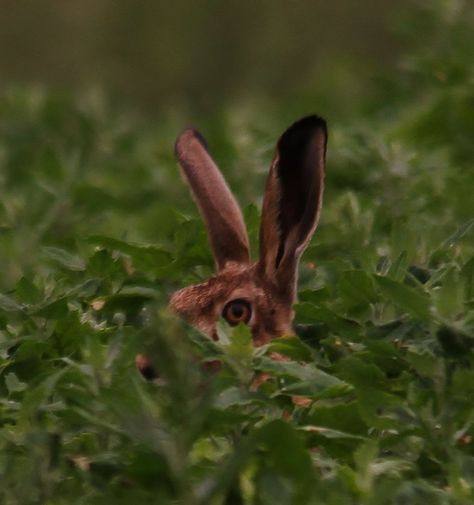 Hare Aesthetic, Dragon Age Characters, Brown Rabbit, Carnival Of The Animals, Hunter Games, Rabbit Run, Jack Rabbit, Honey Bunny, Season Of The Witch