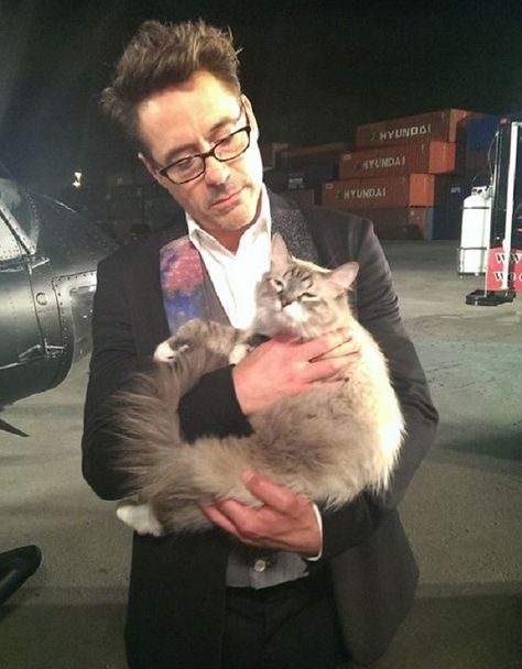 Celebrities With Cats, Men With Cats, Toni Stark, Robert Downey Jr Iron Man, Jim Carrey, Downey Junior, Cat People, Robert Downey, Hyena