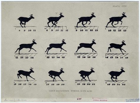 [http://www.textweek.com/yeara/adventa3.htm] http://vintageprintable.com/wordpress/vintage-printable-seasonal/seasonal-winter/winter-reindeer/#jp-carousel-63316 Reindeer Run, Running Drawing, Deer Drawing, Deer Running, Some Drawings, Run Cycle, Animation Sketches, Animated Animals, Animation Tutorial