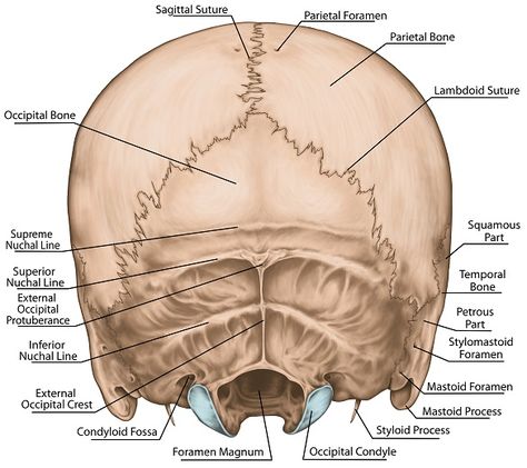 Bone Diagram, Occipital Bone, Anatomy Diagrams, Skeletal System Anatomy, Hypoglossal Nerve, Sphenoid Bone, Sternocleidomastoid Muscle, Occipital Lobe, Bone Fracture