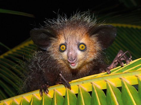 There's a fish that makes its home in the butt of a sea cucumber. Why? Because it worked for one crazy ancestor, and winning strategies get perpetuated. Flying Lemur, Ugly Animals, Scary Animals, Aye Aye, Cute Animals Puppies, Animal Science, Baby Puppies, Cute Animal Videos, Weird Animals