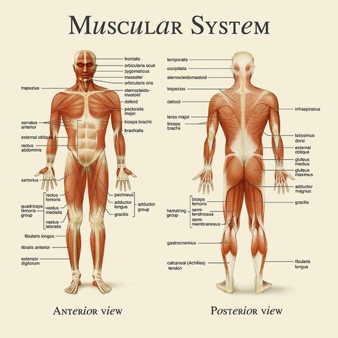 Muscles Of The Body Human Anatomy, Major Muscles Anatomy, Muscular Skeletal System, Muscoskeletal System, Muscular System Drawing, Muscular System Project, Muscular System Labeled, Massage Anatomy, Skeletal Muscle Anatomy