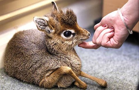 Baby Platypus, Mouse Deer, Dik Dik, Small Deer, Mule Deer, Unusual Animals, Manx, Platypus, African Animals