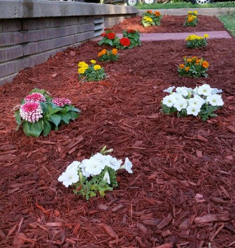 Magellan zinnia, white petunia, marigolds, flower bed red mulch. Magellan Zinnia, Mulch Flower Bed Ideas, Marigolds Flower, Red Mulch, Marigolds In Garden, Modern Garden Landscaping, Garden Mulch, Mulch Landscaping, House Upgrades