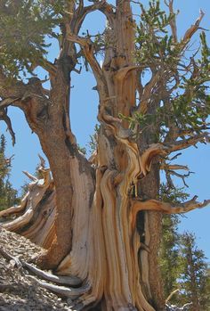 This bristlecone is down to two strips of bark, one on each side of the tree. Edmund Schulman called them "life lines". Primitive Christmas, Weird Trees, Bristlecone Pine, Twisted Tree, Great Basin, Magical Tree, Fall Trees, Prim Christmas, Giant Tree