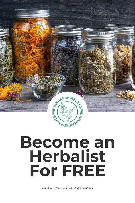 Do you want to study herbalism? Are you ready to get started learning about herbs right now? * Enroll for SEEDS OF HERBALISM, a FREE self paced herbalism course where you will learn the foundations of herbal medicine. You will get videos lessons, a 60+ page work book, and learn the uses of over 20 different medicinal herbs, and how to make and take herbal medicine!d Free Herbalism Courses, Herbalism For Beginners Books, Apothecary Recipes Herbal Medicine, Herbs Medicinal Uses, Learning Herbalism, Herbal Tinctures Recipes, Herbalism For Beginners, Herbalism Recipes, Herbal Business