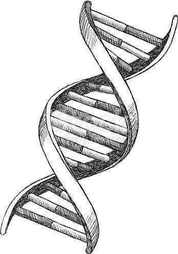 Dna Drawing, Biology Drawing, Science Tattoo, Dna Art, Dna Tattoo, Dna Sequence, Biology Art, Human Anatomy Art, Anatomy Art