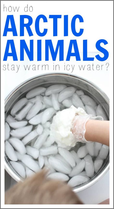 How Arctic Animals Stay Warm in Icy Water Polar Animals Preschool, Arctic Animals Preschool, Cool Science Fair Projects, Animals Preschool, Animal Lessons, Winter Science, Kid Science, Polar Animals, Kid Experiments