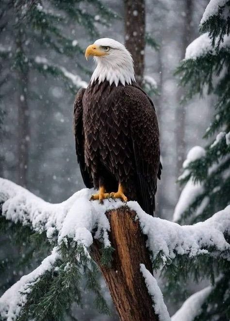 Bald Eagle Pictures, Aigle Royal, Eagle Images, Eagle Painting, Wild Animals Photos, Cutee Animals, Eagle Pictures, Wild Animals Pictures, Eagle Art