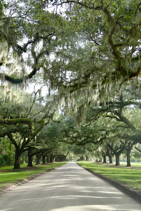 Charleston South Carolina Fall, Southern Live Oak, Columbia South Carolina Aesthetic, South Carolina Wallpaper, Pretty Place South Carolina, Charleston South Carolina Aesthetic, South Carolina Greenville, South Carolina Aesthetic, Charleston Aesthetic