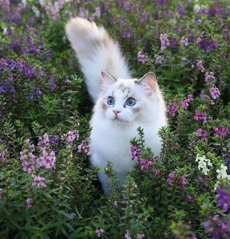 Silly Cats Pictures, Cute Cats Photos, White Cats, Cat Aesthetic, Cute Animal Photos, Silly Cats, Cute Creatures, Pics Art