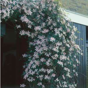 Clematis: 85+ from £12.99 Garden Aesthetics, Clematis Montana, Clematis Plants, Outdoor Sanctuary, Clematis Vine, Vertical Gardening, Garden Vines, Beneficial Insects, Chelsea Flower Show