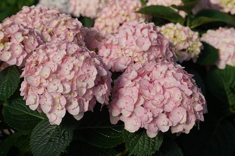 Proven Winners Perennials, Rose Fertilizer, Pink Plants, Big Leaf Hydrangea, Bigleaf Hydrangea, Panicle Hydrangea, Hydrangea Not Blooming, Hydrangea Macrophylla, Lilac Roses