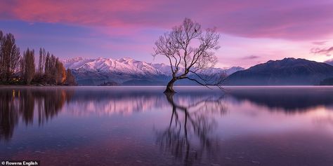 'The Wanaka Tree' is the title of this breath-taking shot by Australian photographer Rowen... Wanaka Tree, Yosemite California, Panoramic Photography, Largest Waterfall, Australian Photographers, Mountain Wallpaper, Female Photographers, Photography Awards, Video Background