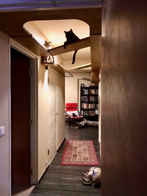 Cat Room Ideas Small Spaces, Cat Structures, Cat Architecture, Cat Shelving, Pet Playground, Cat Walkway, Katt Grejer, Cat Shelf, Cat Patio