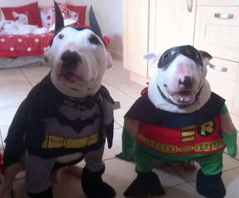 Batman And Robin Dog Costume, Robin And Batman, Me And Bro, Bull Terrier Funny, Batman Dog, Wholesome Dog, Robin Batman, Cute Batman, Goofy Dog