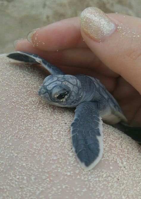 Baby Sea Turtle Sea Turtle Pictures, Save The Sea Turtles, Amazing Frog, Baby Sea Turtles, Baby Sea Turtle, Pet Turtle, Cute Turtle, Tiny Turtle, Turtle Love