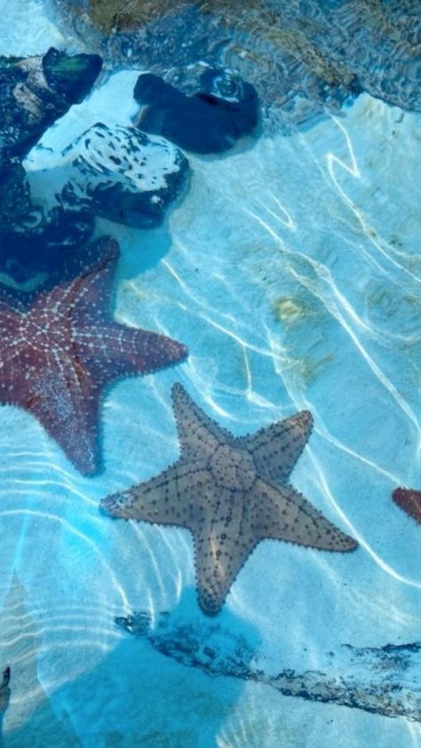 Kawaii, Nature, Beautiful Sea Animals, Ocean Fish Aesthetic, Ocean Animals Aesthetic, Sea Animals Aesthetic, Sea Creatures Aesthetic, Starfish Aesthetic, Ocean Widget