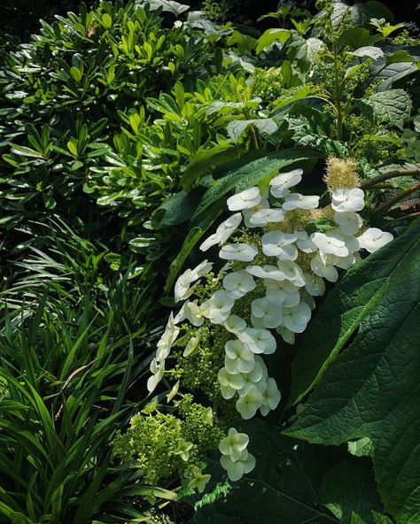 Classic palette of Hydrangea quercifolia, Pittosporum ‘Miss Muffet’ and Liriope muscari Armadale - @eckersleygardenarchitecture Miss Muffet Plant, Liriope Muscari, Hydrangea Quercifolia, Miss Muffet, Tropical Landscaping, Lush Garden, Driveway, Hydrangea, Planting Flowers