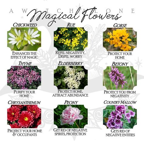 Flowers Witchcraft, Flowers Magical Properties, Daisy Magical Properties, Herbs And Flowers Witchcraft, Magical Properties Of Chamomile, Witches Garden, Healing Flowers, Magical Flowers, Witchy Garden