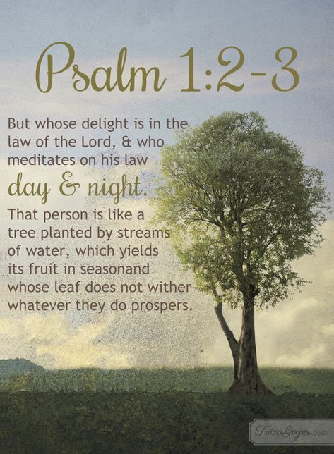 Meditate on God's Word with Psalm 1:2-3 and a Prayer Bible Psalms, Tree Quotes, Psalm 1, Book Of Psalms, Quotes God, Bible Prayers, Favorite Bible Verses, Scripture Quotes, Verse Quotes