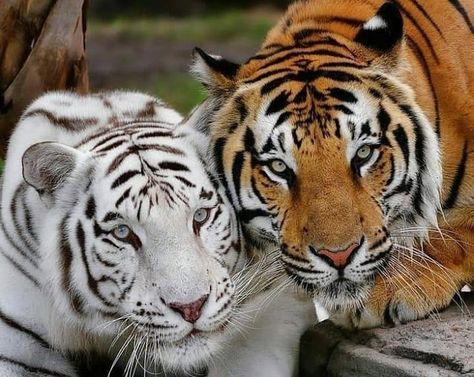 Tiger Unity on Instagram: “🔥 Between the orange and white tiger, who do you prefer?  1: orange  2: White - - - Follow @tiger.unity Follow @tiger.unity For more ✨  - -…” Tiger Drawings, Tiger Blanket, Tiger Love, Tiger Eyes, Tiger Pictures, Cute Tigers, Great Cat, Majestic Animals, Cute Wild Animals