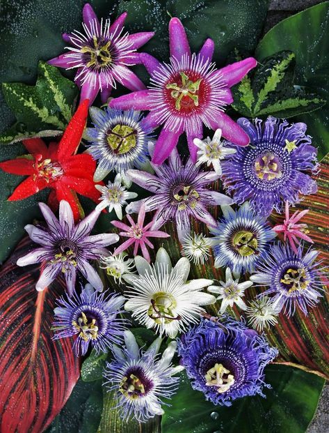 Passion Flower Varieties, Passion Flower Aesthetic, Passionflower Tattoo, Passion Flower Tattoo, Exotic Flowers Tropical, Twists Passion, Passion Flower Plant, Passion Flower Vine, Rainforest Flowers