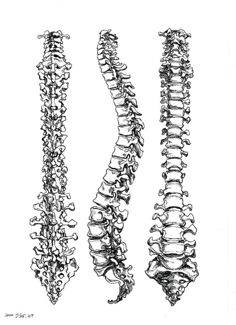 Spine Drawing, Spinal Cord Anatomy, Spinal Tattoo, Human Spine, Skeleton Drawings, Bone Tattoos, Human Bones, Human Anatomy Art, Bone Art