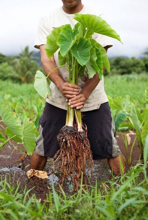 Taro...the basic Polynesian staple. Taro Plant, Taro Root, Hawaiian History, Diy Playground, Hawaiian Tattoo, Hawaiian Art, Hawaii Surf, Hawaiian Culture, Hawaiian Food