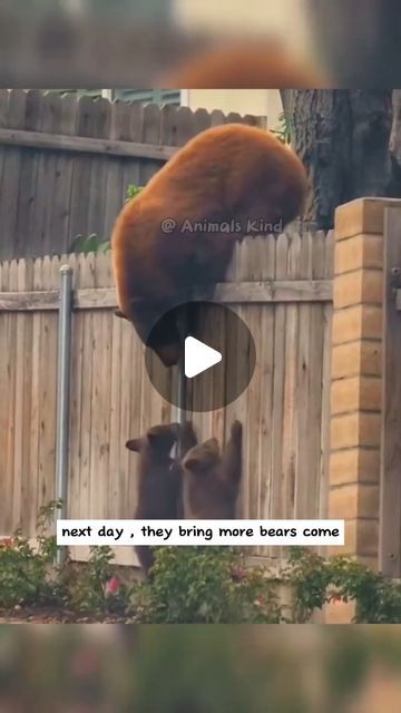 Very Funny Animal Memes, Funny Zoo Animals, Funny Cute Animal Photos, Cute Wild Animals Videos, Funny Animal Videos Can't Stop Laughing, Baby Animals Adorable, Funny Videos Animals, Animal Videos Funny, Silly Animal Pictures