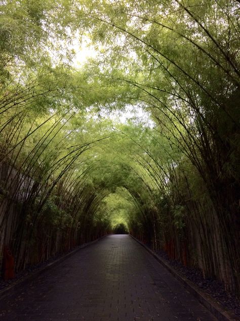 Bamboo Driveway Bali, Indonesia Bamboo Driveway, Bamboo Playground, Bamboo Arch, Bamboo Landscape, Tropical Garden Ideas, Urban Ideas, Green Village, Flower Season, Green Gardens