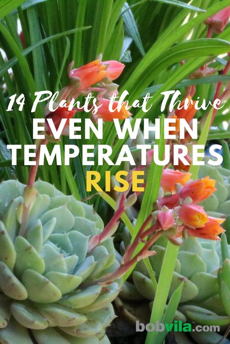 Check out these 14 plants that don't mind the heat and sun. Heat Tolerant Plants, Landscape Curbing, Fragrant Garden, Bob Vila, Easy Landscaping, Best Plants, Yard Design, Garden Of Eden, Perennial Garden