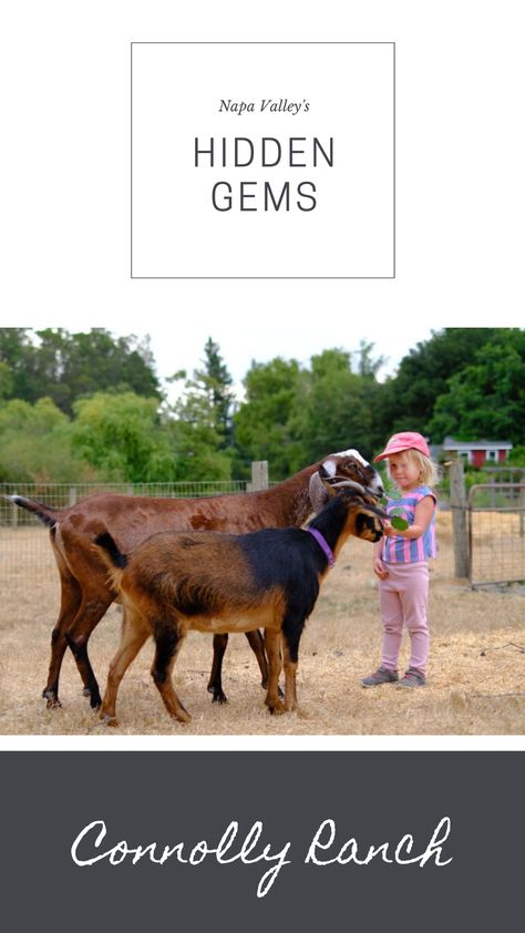 Farm Date, Tire Swings, Ocean Birthday Party, Ocean Birthday, The Barnyard, Plant Life Cycle, All About Animals, Hidden Gems, Napa Valley