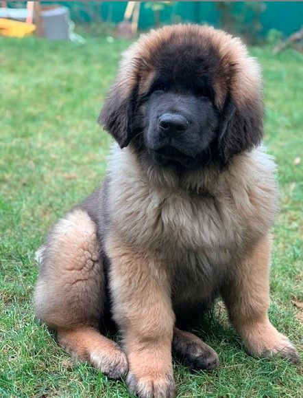 14 Most Interesting Facts About Leonbergers | PetPress Leonberger Dog Gentle Giant, Leonberger Dog Puppy, Leonberger Puppy, Leonberger Dog, Puppy Funny, Rare Dog Breeds, Beautiful Blue Eyes, Puppies Funny, Dog Boarding